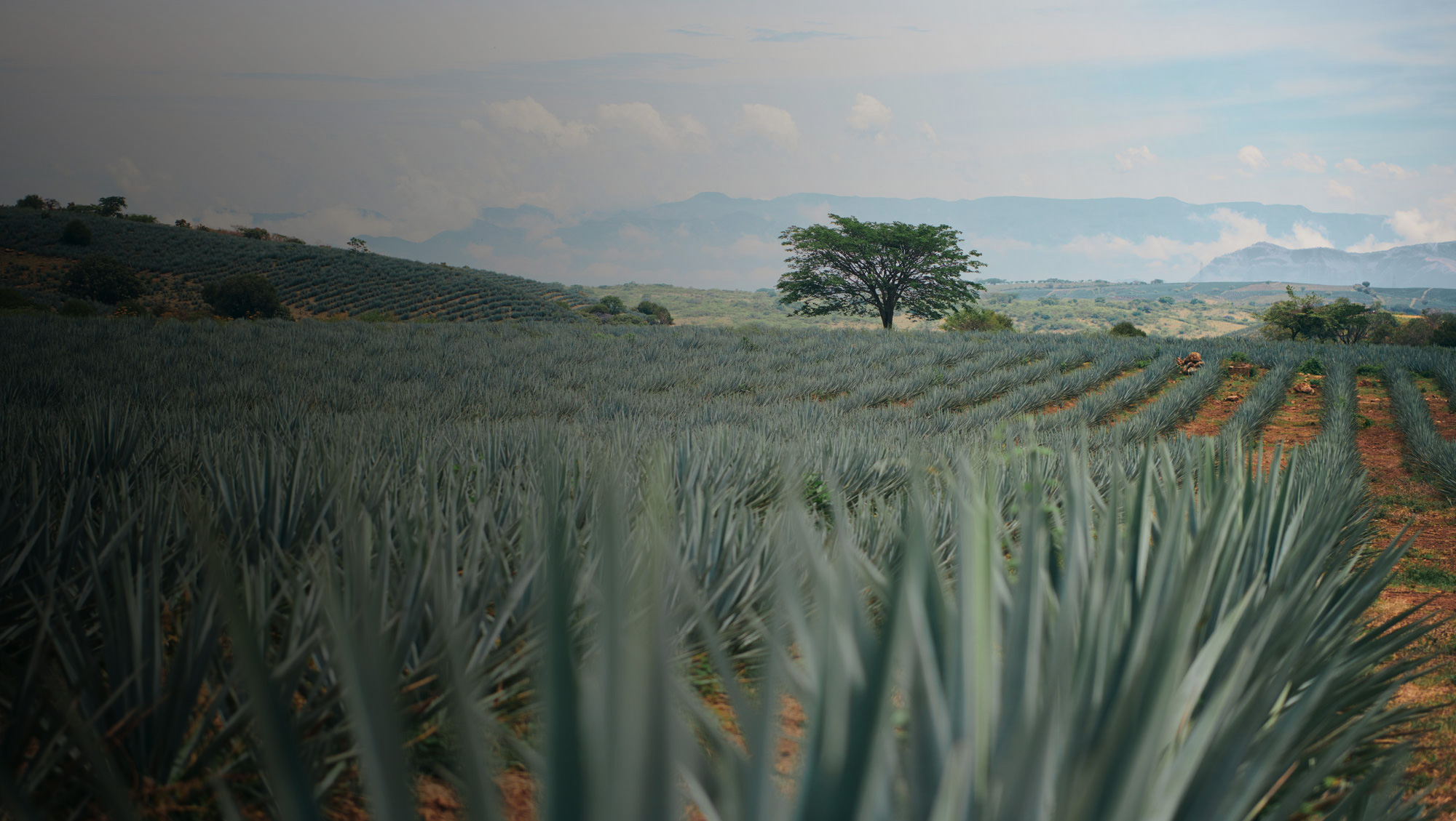 Blue Agave Field